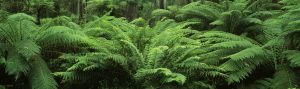Fern Tree's