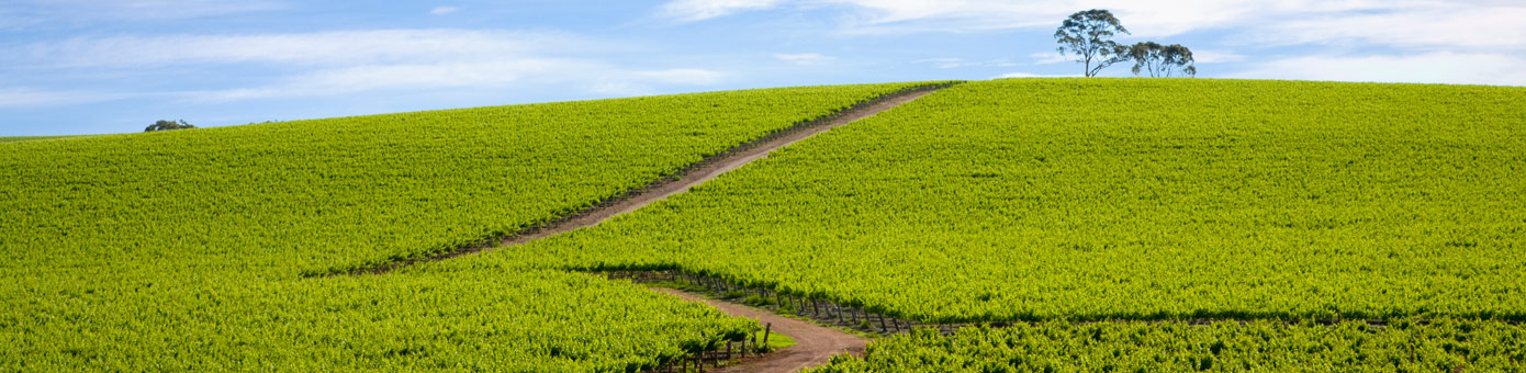 Banner image of green field